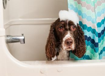 Comment choisir le bon shampoing pour son chien?